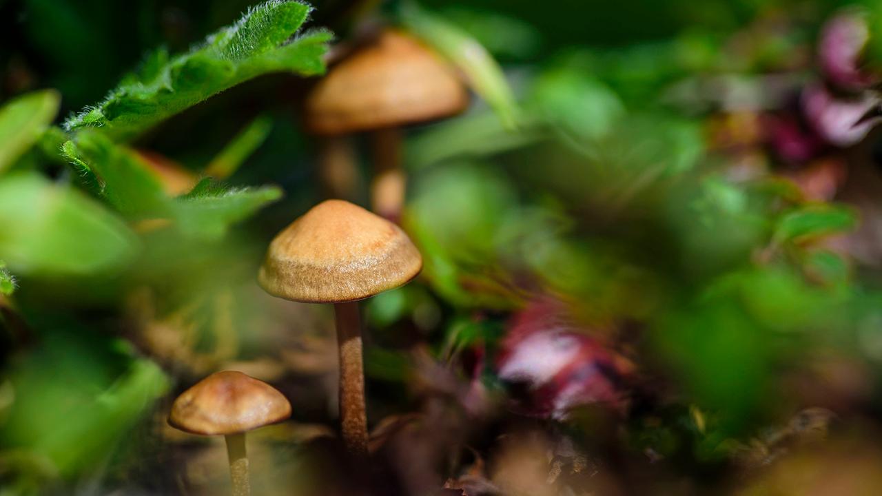 tagesschau's tweet card. Illegale Drogen mit Rauschwirkung machen Karriere in der Medizin. Sie kommen zum Einsatz etwa bei schwerer Depression und zeigen überraschend starke Effekte. Manche Forschende sehen einen Paradigme...