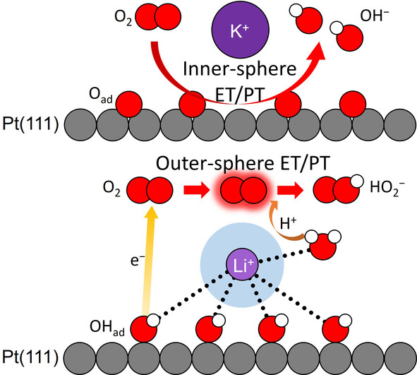 angew_chem's tweet card. The electron/proton transfer (ET/PT) mechanism of the alkaline oxygen reduction reaction (ORR) on the Pt(111) electrode is dependent on electrolyte cations. In KOH, the 4e− inner-sphere (IS) ET/PT...