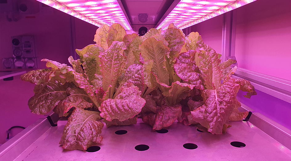 IOA_UWA's tweet card. Programming plants for Earth and beyond