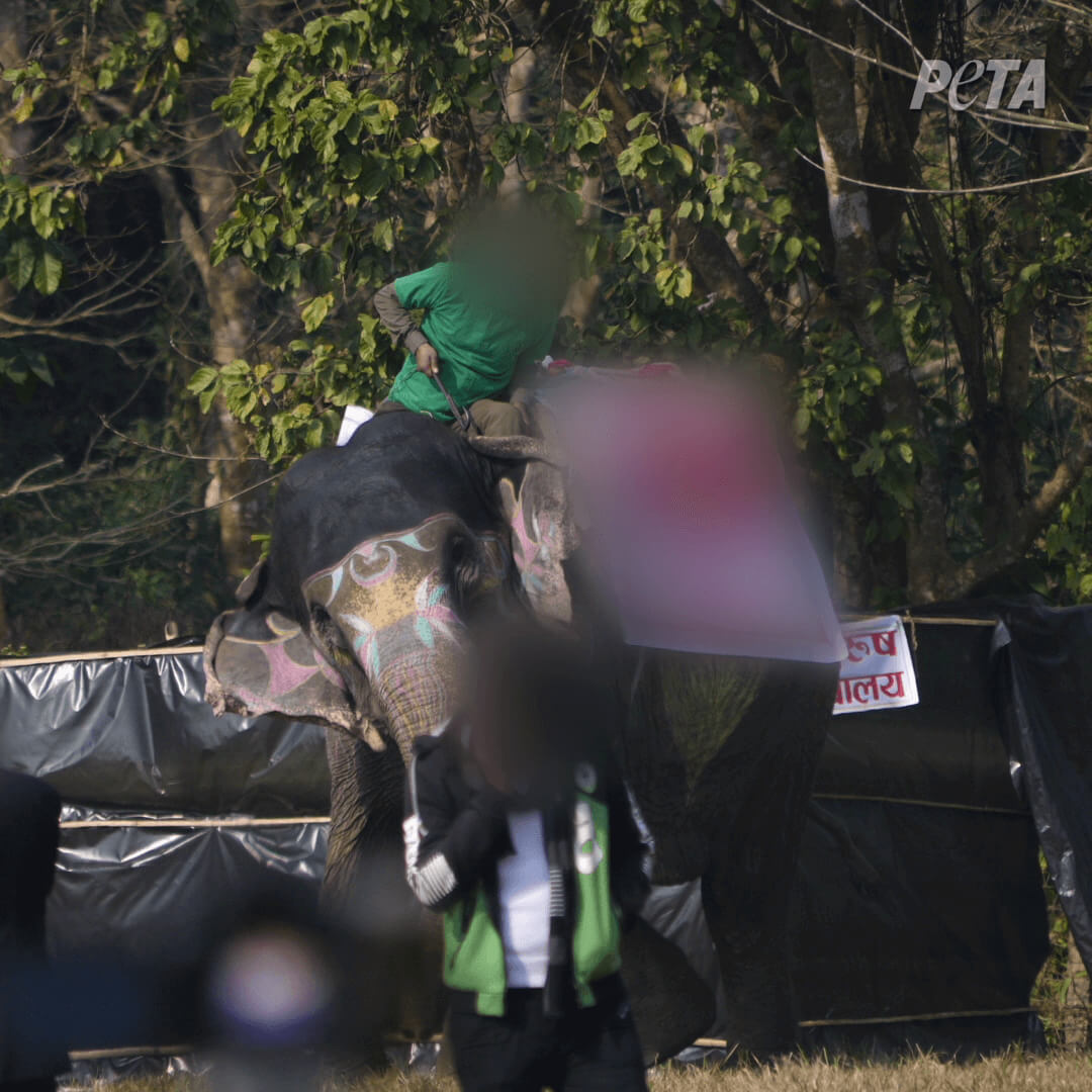 conniecincykid's tweet card. Urge the event organizers to cancel these cruel “games.”