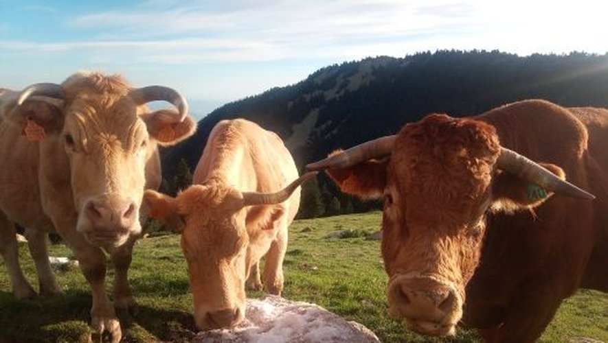 Pierre_Mathis's tweet card. Avec une émotion intense et une extrême sensibilité, Samy, 45 ans et demi, vacher sur les pentes du Canigó, raconte son histoire liée à celle de ses vaches, ses Puces, dont le troupeau a été vacciné...