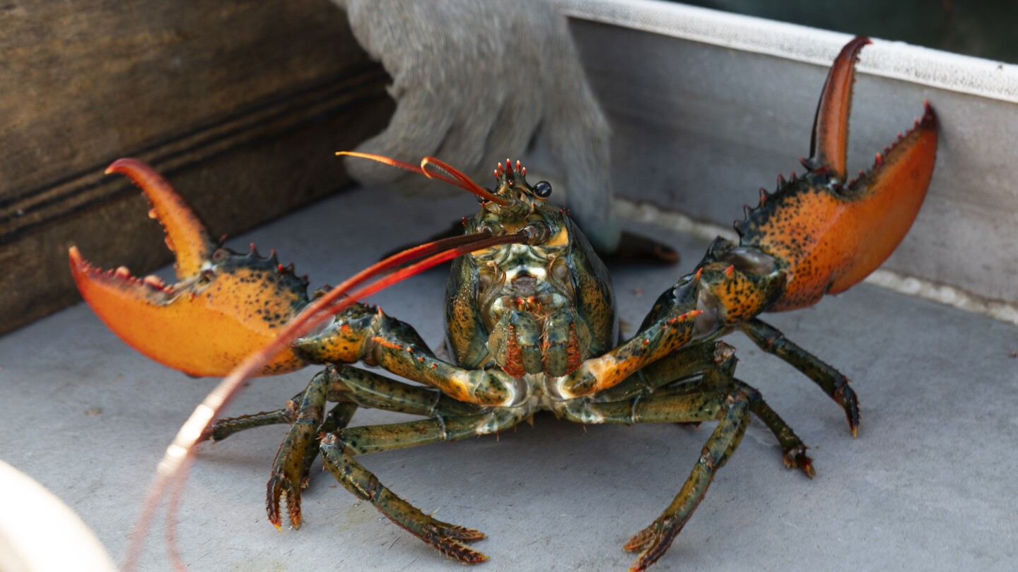 AP's tweet card. The U.S. lobster industry continued a multiyear slide in catch last year. Fishermen face many challenges as the valuable crustaceans migrate north to colder habitats.