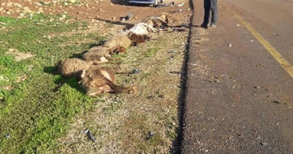 swilkinsonbc's tweet card. Jewish settlers poisoned sheep in the village of Al-Mughayyir, east of Ramallah, on Saturday morning and carried out assaults in several areas in al-Khalil.