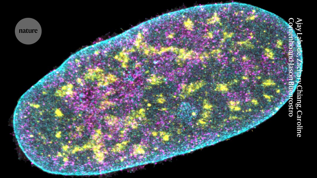 Nature's tweet card. Nature - Microscopy technique allows scientists to image how proteins and chromosomes interact in an intact cell.