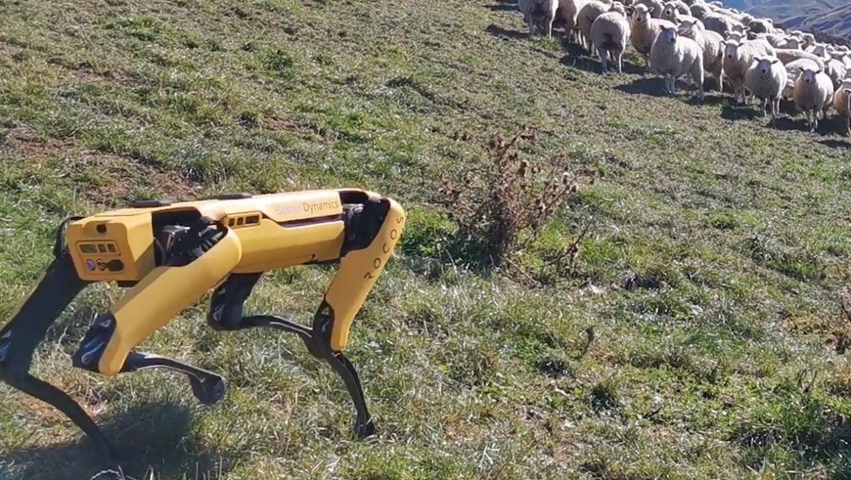 gusability's tweet card. Could a headless, robotic canine be the future of shepherding?