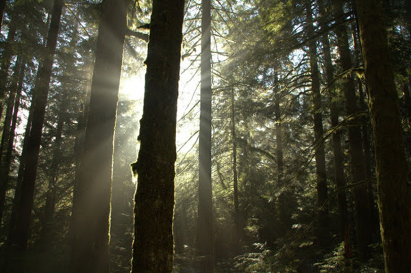 FORESTSFOREVER's tweet card. For more than 30 years we have been rallying Californians in defense of the state’s 17 million acres of woodland ecosystems and watersheds through year-round education, grassroots organizing,...