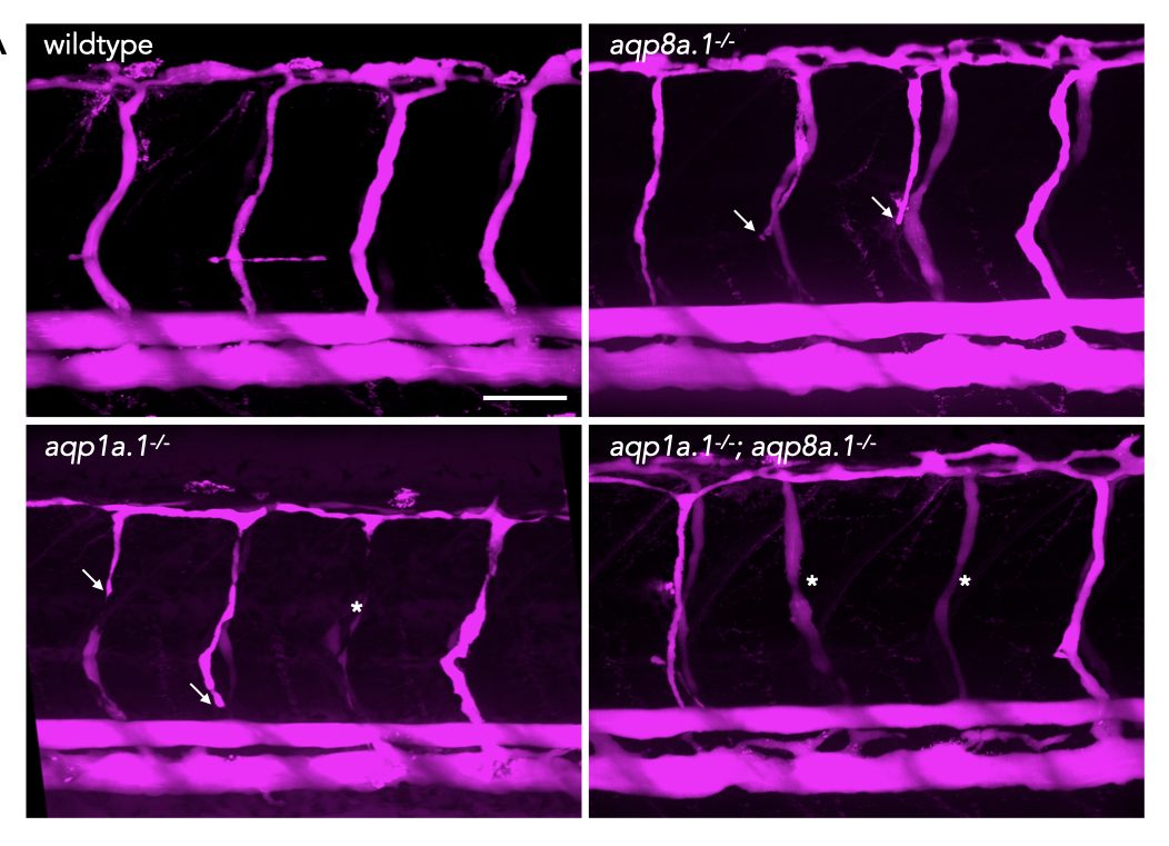 the_Node's tweet card. Behind the Paper Story by Li-Kun Phng