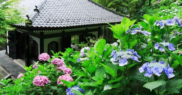 tanakamood's tweet card. 鎌倉で楽しめるあじさい名所15選！梅雨の時期に色とりどりの花を咲かせるあじさい。「明月院」「長谷寺」「成就院」あじさい三大名所をはじめ、縁切り寺で有名な「東慶寺」や期間限定公開の「長寿寺」など穴場スポットもご紹介！