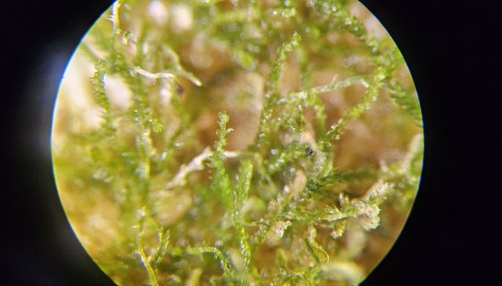 Image for twitter card