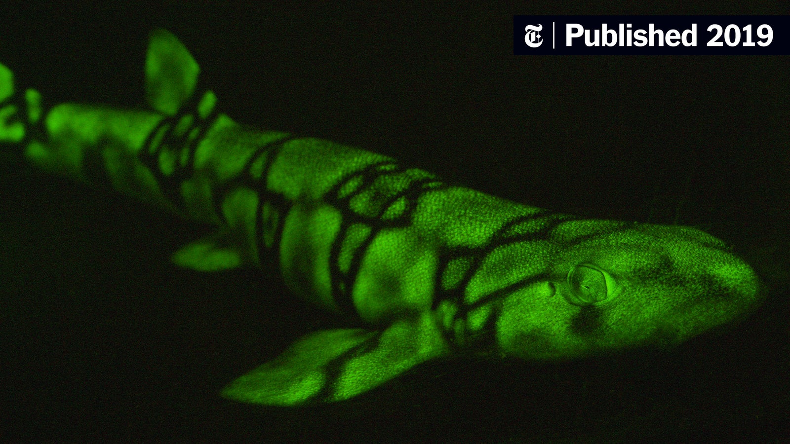 iScience_CP's tweet card. Scientists have identified the molecular magic that makes the creatures into neon beacons.