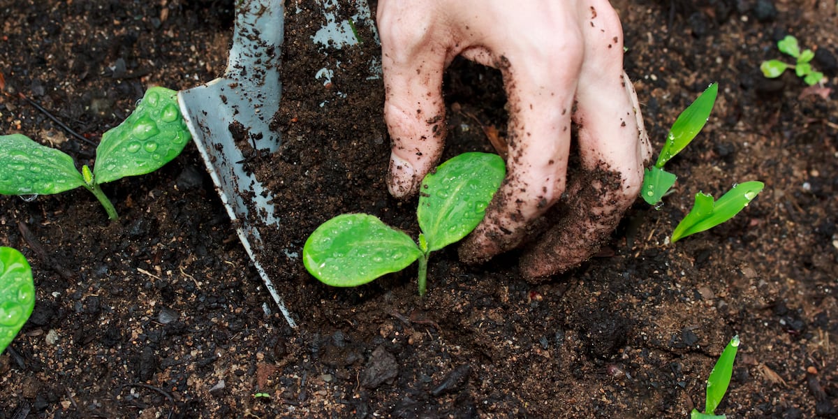 wcax's tweet card. Our Sophia Thomas spoke to David Sweenor of the UVM Extension about the best seeds to start with, materials you’ll need and more.
