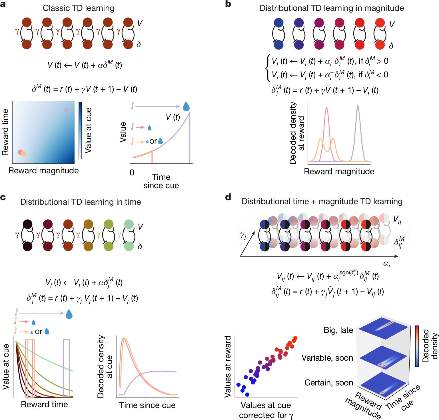 SavadoriLucia's tweet card. Nature - An algorithm called time–magnitude reinforcement learning (TMRL) extends distributional reinforcement learning to take account of reward time and magnitude, and behavioural and...