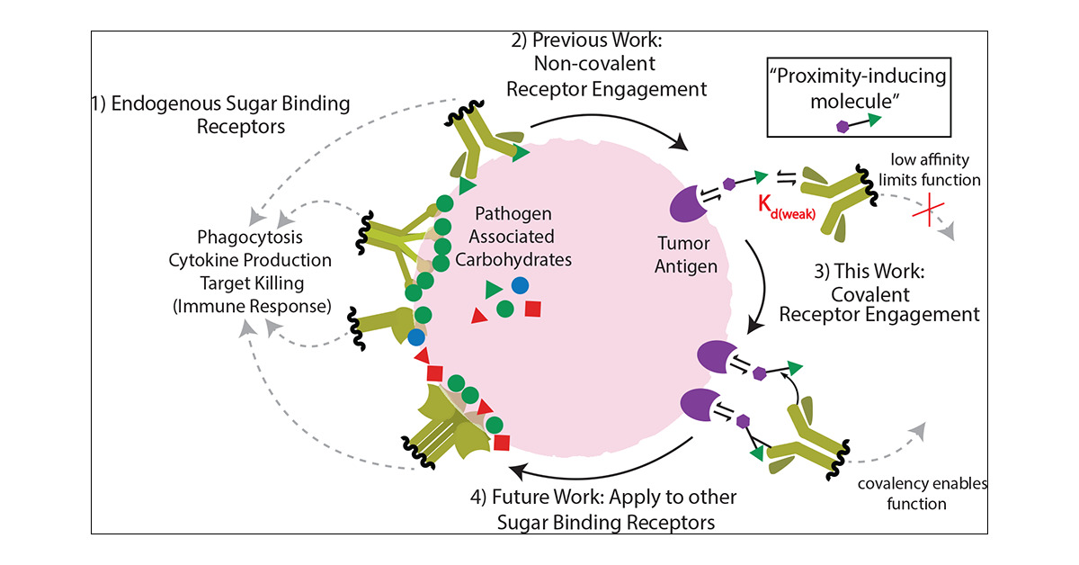 LabRullo's tweet card. Carbohydrate-binding receptors are often used by the innate immune system to potentiate inflammation, target endocytosis/destruction, and adaptive immunity (e.g., CD206, DC-SIGN, MBL, and anticarbo...