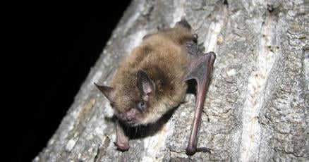 ElonMuskThrust's tweet card. EDMONTON - A fungus that causes a disease nearly wiping out bat populations in Eastern Canada and the United States has made its first appearance in Alberta.