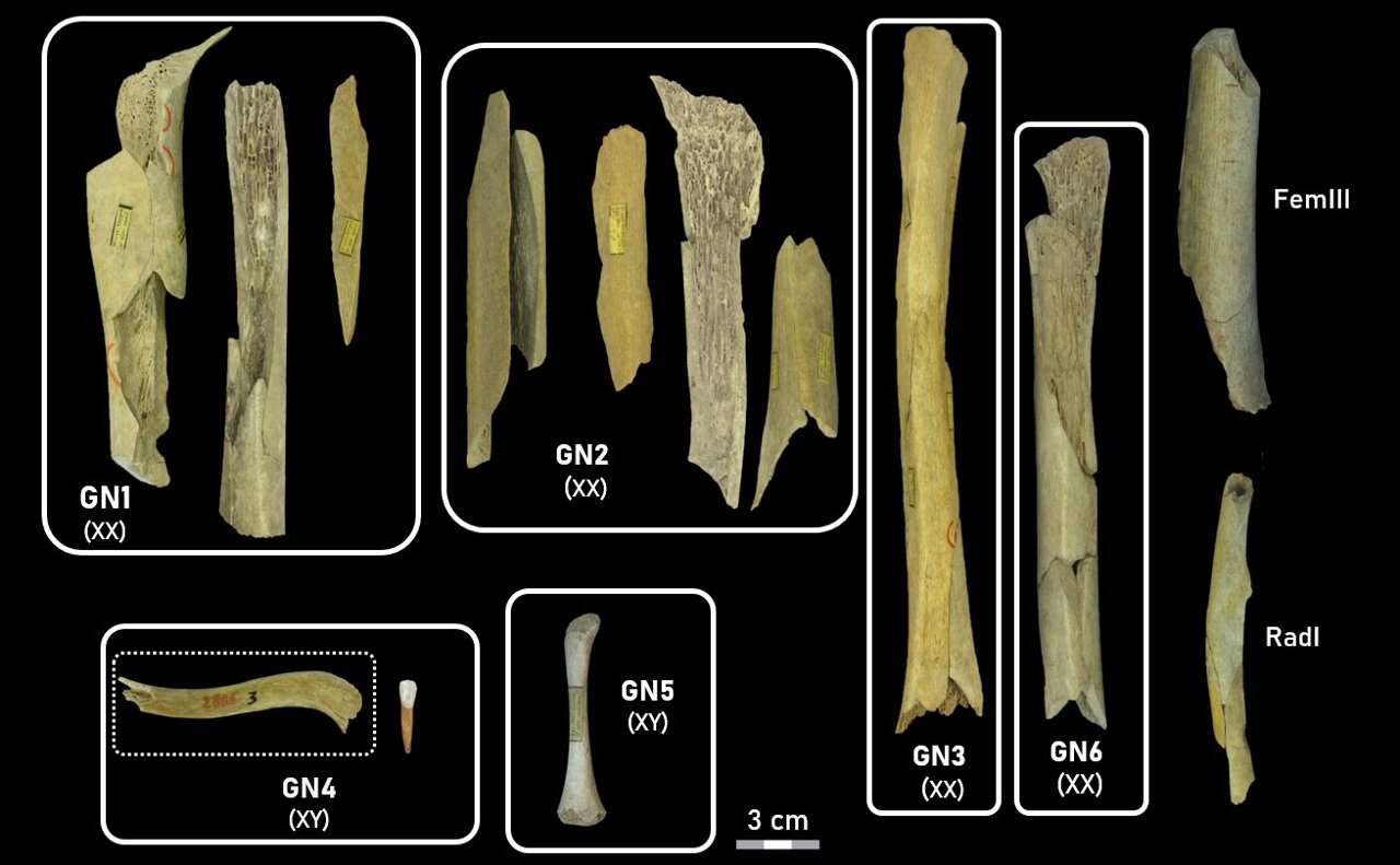 MichaelButtonX's tweet card. The study of an assemblage of Neanderthal human bones discovered in the Troisième caverne of Goyet (Belgium) has brought to light selective cannibalistic behavior primarily targeting female adults...