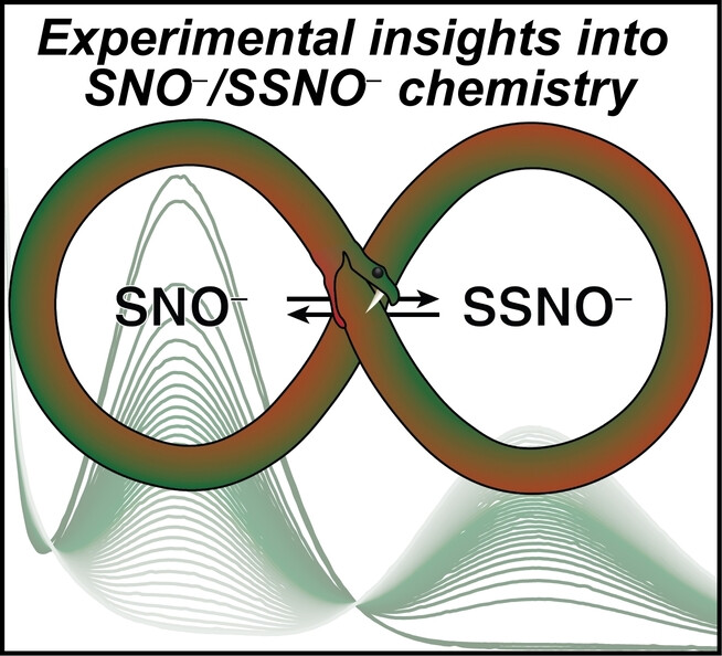 angew_chem's tweet card. We report that the H2S/NO crosstalk species SNO− can generate SSNO− through a proton-mediated mechanisms. We also demonstrate new reactions with other small sulfur-containing biomolecules, including...