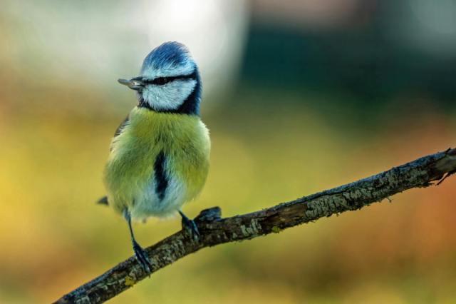 Cizanha1's tweet card. Si eres usuario de TikTok, probablemente ya viste algún vídeo sobre la “Teoría del Pájaro” o “Test del Pájaro”. Se trata de la última moda viral: en este caso, el objetivo es poner a prueba tu rela…
