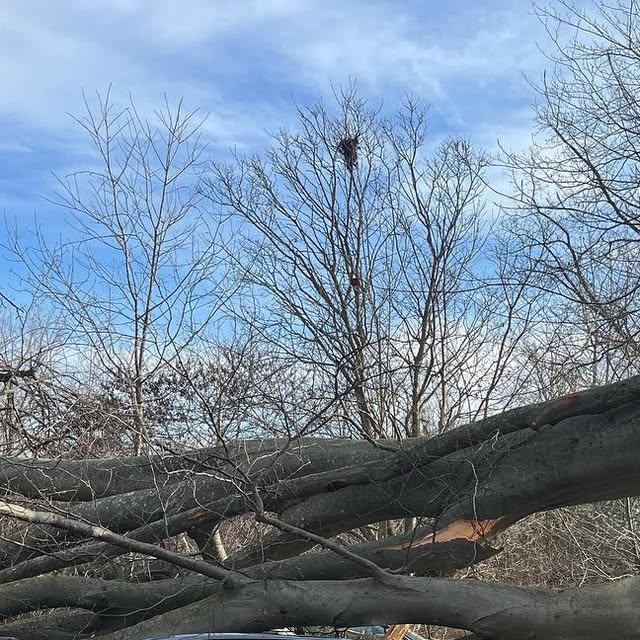 mmtrees's tweet card. M & M Tree Service (@mmtrees) • Instagram photos and videos