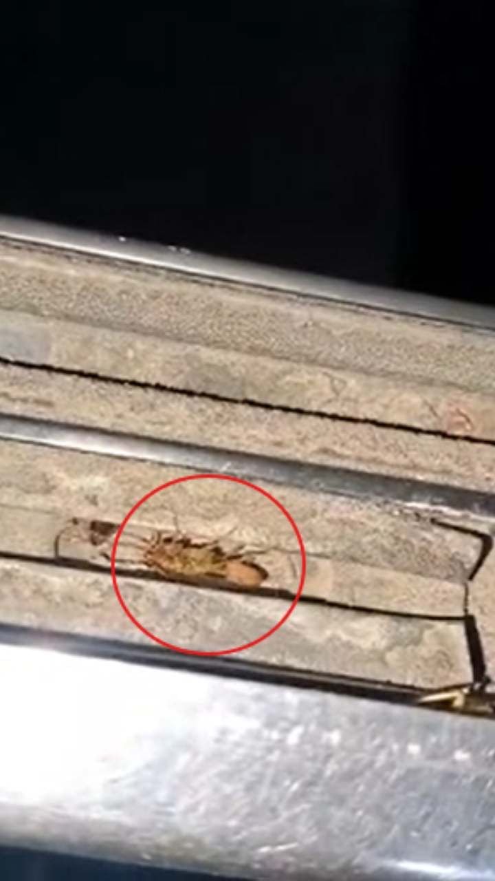 tv9kannada's tweet card. ಬೆಂಗಳೂರು-ಮಡಿಕೇರಿ KSRTC ಬಸ್ಸಿನಲ್ಲಿ ಜಿರಳೆ ಕಾಟ ಹೆಚ್ಚಾಗಿ ಪ್ರಯಾಣಿಕರು ತೀವ್ರ ಅಸಮಾಧಾನಗೊಂಡಿದ್ದಾರೆ. ಜಿರಳೆಗಳ ವಿಡಿಯೋ ವೈರಲ್ ಆಗಿದೆ.