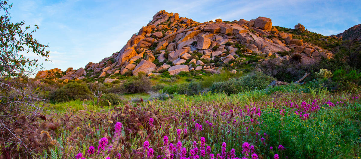 ExpScottsdale's tweet card. Discover the best things to do in Scottsdale in Spring! From vibrant wildflowers to Spring Training games and outdoor art, here are 10 must-try activities.
