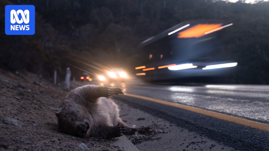 abcnews's tweet card. These fence posts are connected only by a sensor but advocates say they could reduce roadkill incidents by 90 per cent.