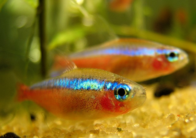 AquAnswers's tweet card. Cardinal Tetras (Paracheirodon axelrodi) are often regarded as one of the most loved and prominent fish within the circle of aquarium hobbyists. In this