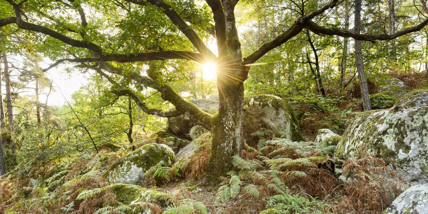 audreygarric's tweet card. Partout sur le territoire, des citoyens s’opposent à l’abattage de platanes ou de chênes près de chez eux. Un symptôme de l’inquiétude grandissante face à la dégradation de l’environnement.