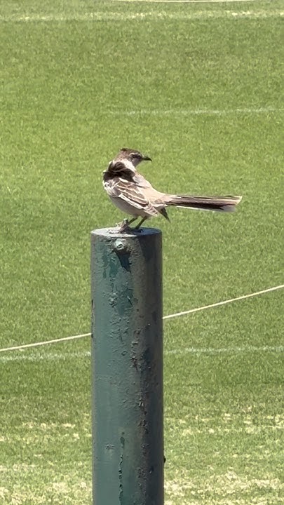 SemeriaAleja's tweet card. 🦅🦃🪽🐦‍⬛ #birds #aves #birdslovers #pajaros