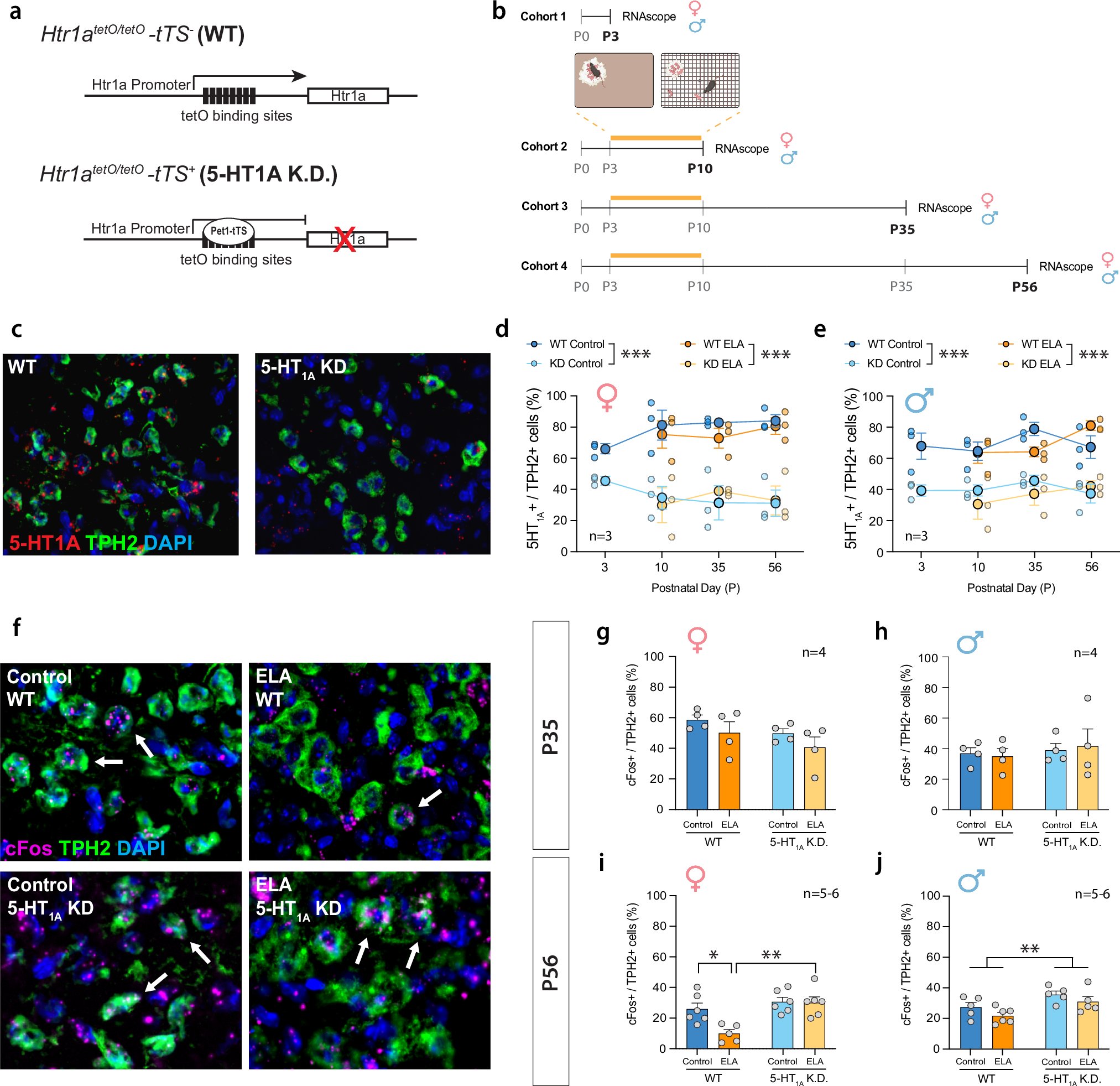 Der_Scientist's tweet card. Neuropsychopharmacology - Sex-specific and developmental effects of early life adversity on stress reactivity are rescued by postnatal knockdown of 5-HT1A autoreceptors