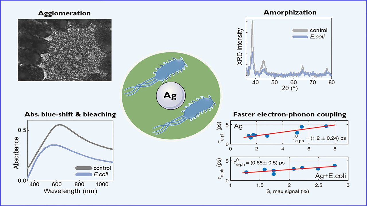 SciTechBioNews's tweet card. For millennia, silver has been utilized for its antimicrobial and antibacterial properties. Although its use as a disinfectant is widely known, the effects of silver's interaction with bacteria on...