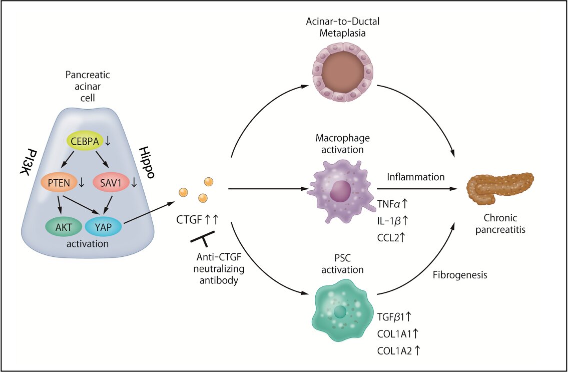 SciTechBioNews's tweet card. Chronic inflammation of the pancreas is a debilitating disease with poorly understood causative factors. Now, researchers at Osaka University have identified the disturbed molecular pathways and...