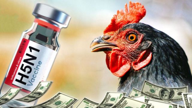 Curt_Sitruc's tweet card. Everything you need to know about gain-of-function research on bird flu and vaccines.