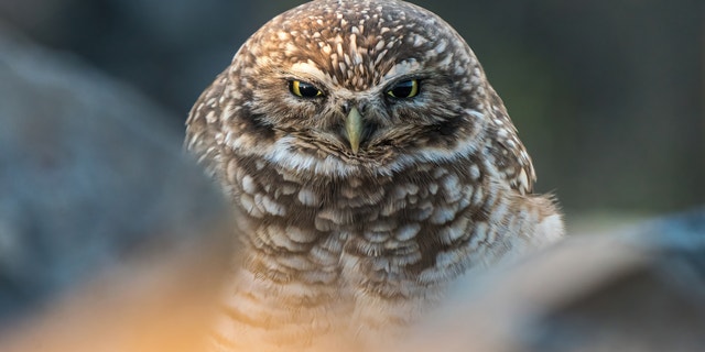 AudubonCA's tweet card. Keeping protections strong for communities and species like the Western Burrowing Owl