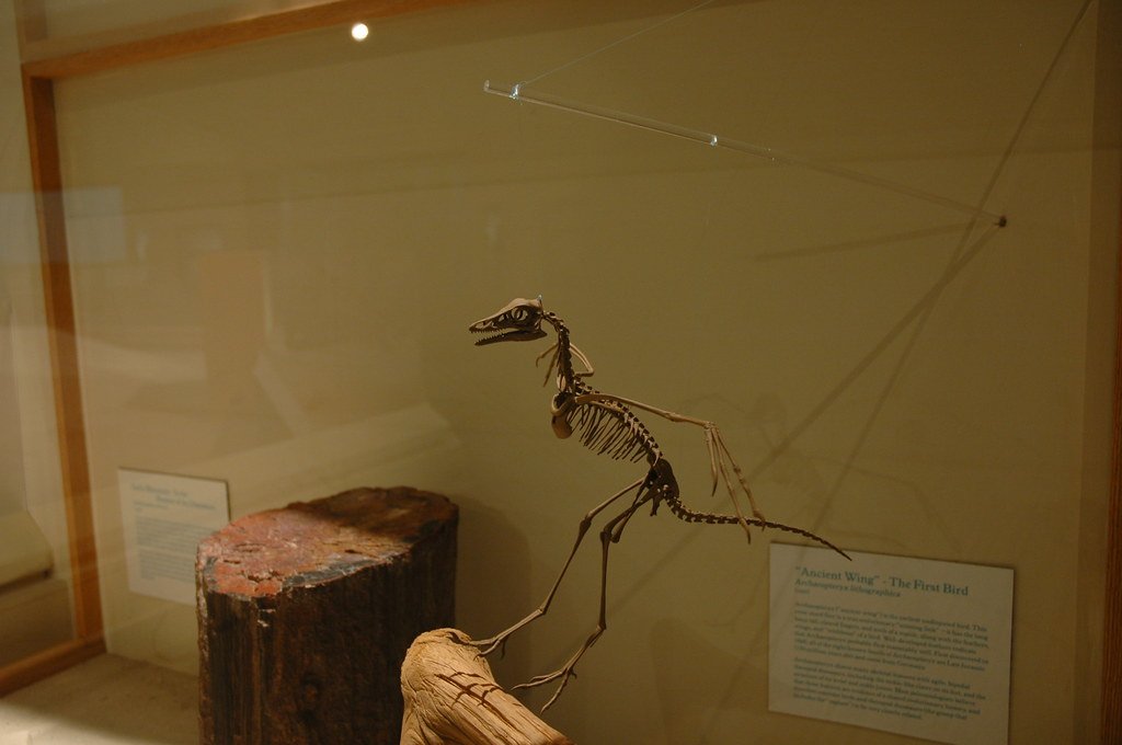 QuibellPaul's tweet card. In the world of paleontology, the thrill of discovery often lies buried beneath layers of earth, waiting to unveil secrets from eons past. But what if some of the most crucial links in the …