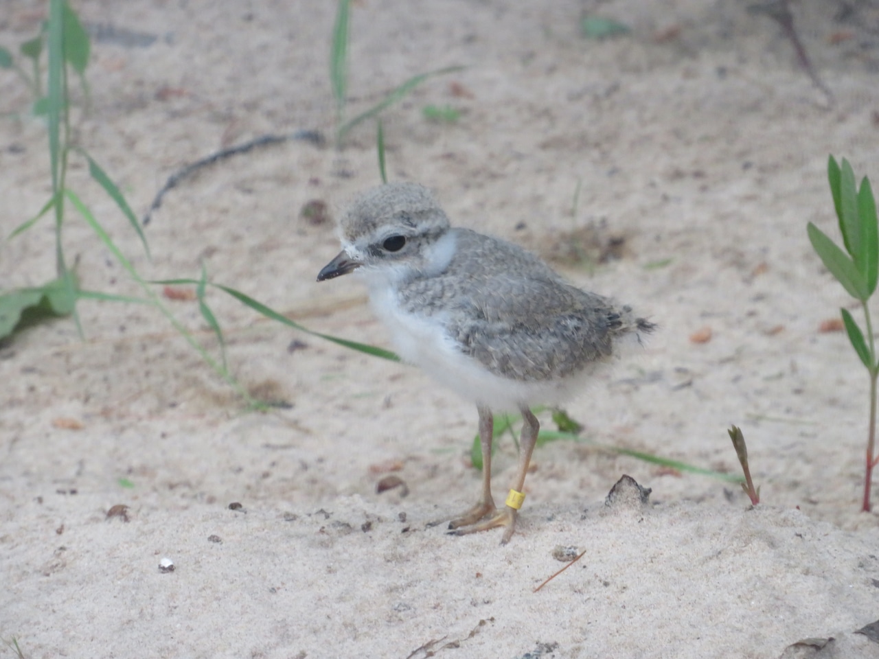 UMBS's tweet card. Field research station near Pellston to host an open house July 13.