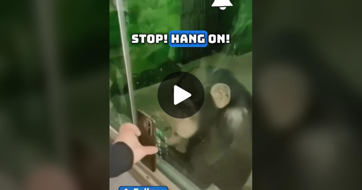 Language_Forge's tweet card. Check out LanguageForge’s video.