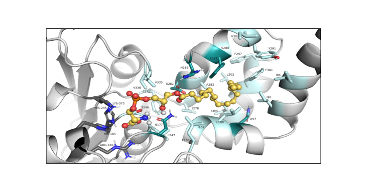 KamatLab_IISER's tweet card. In humans, PHARC (polyneuropathy, hearing loss, ataxia, retinitis pigmentosa, and cataract) is an early onset autosomal recessive neurological disorder caused by deleterious mutations to ABHD12...