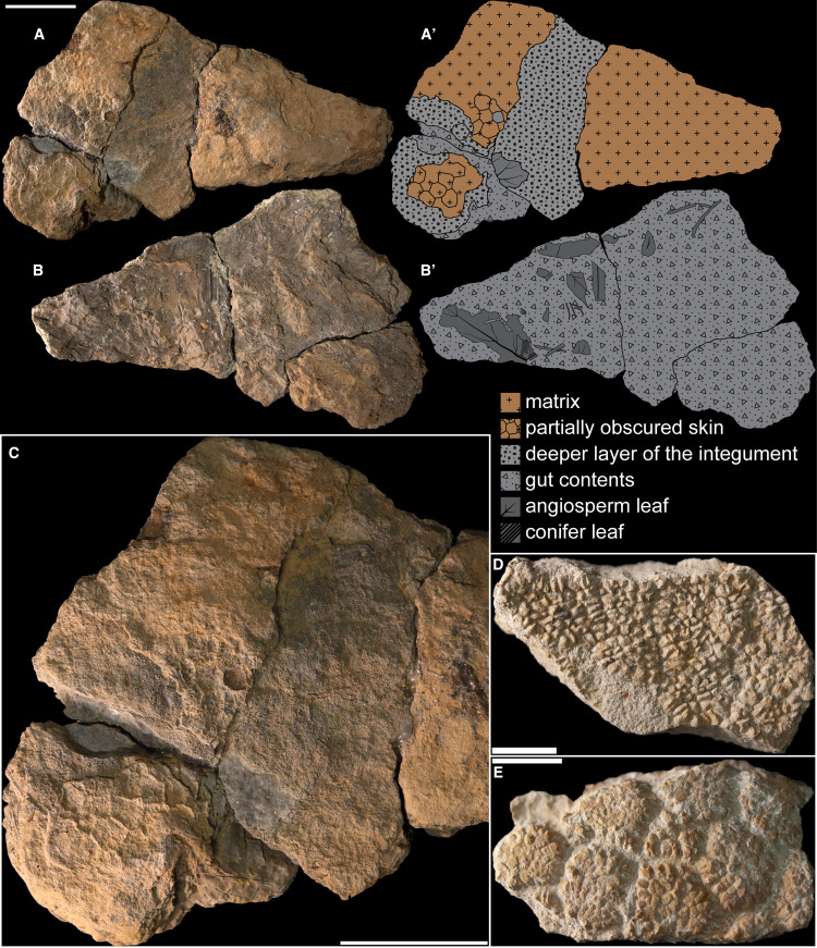 RobinNinon1's tweet card. Poropat et al. report the first sauropod gut contents found worldwide in a specimen of Diamantinasaurus from the Cretaceous of Australia. These fully support previous hypotheses of sauropod herbivory...