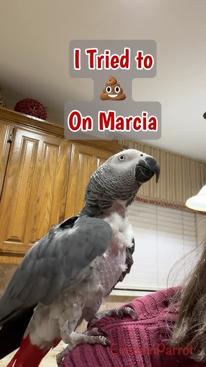 DrLectersMask's tweet card. Sometimes I try to poop on Marcia. This time I missed. #shorts