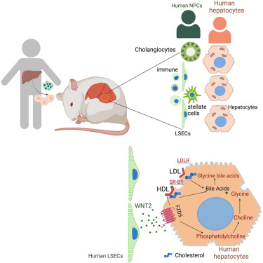 Vilcek's tweet card. A comprehensive human liver tissue was established in a mouse host that consists of all human-relevant parenchymal and non-parenchymal cell types and mimics the cellular composition, histological...