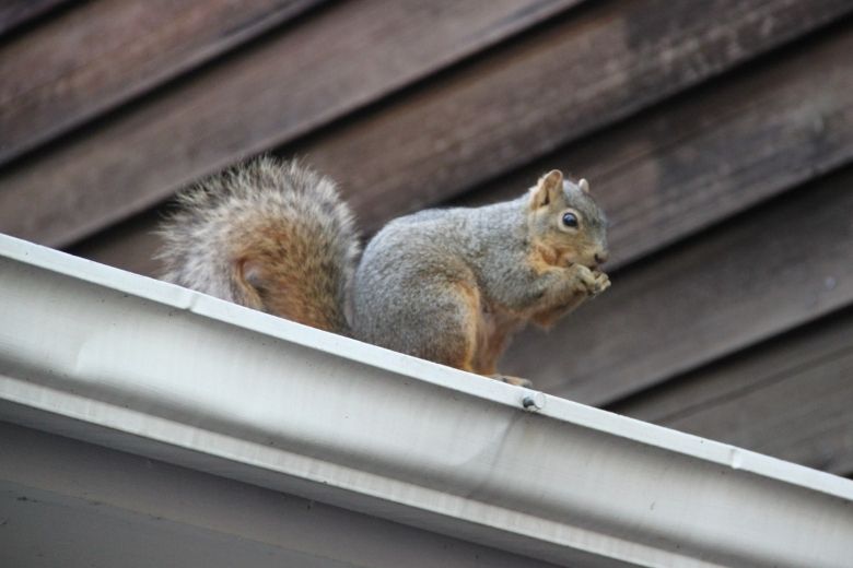 MichePest's tweet card. Dive into the world of squirrels - learn about their lifespans and the factors that shape them. Discover nature's acrobats!