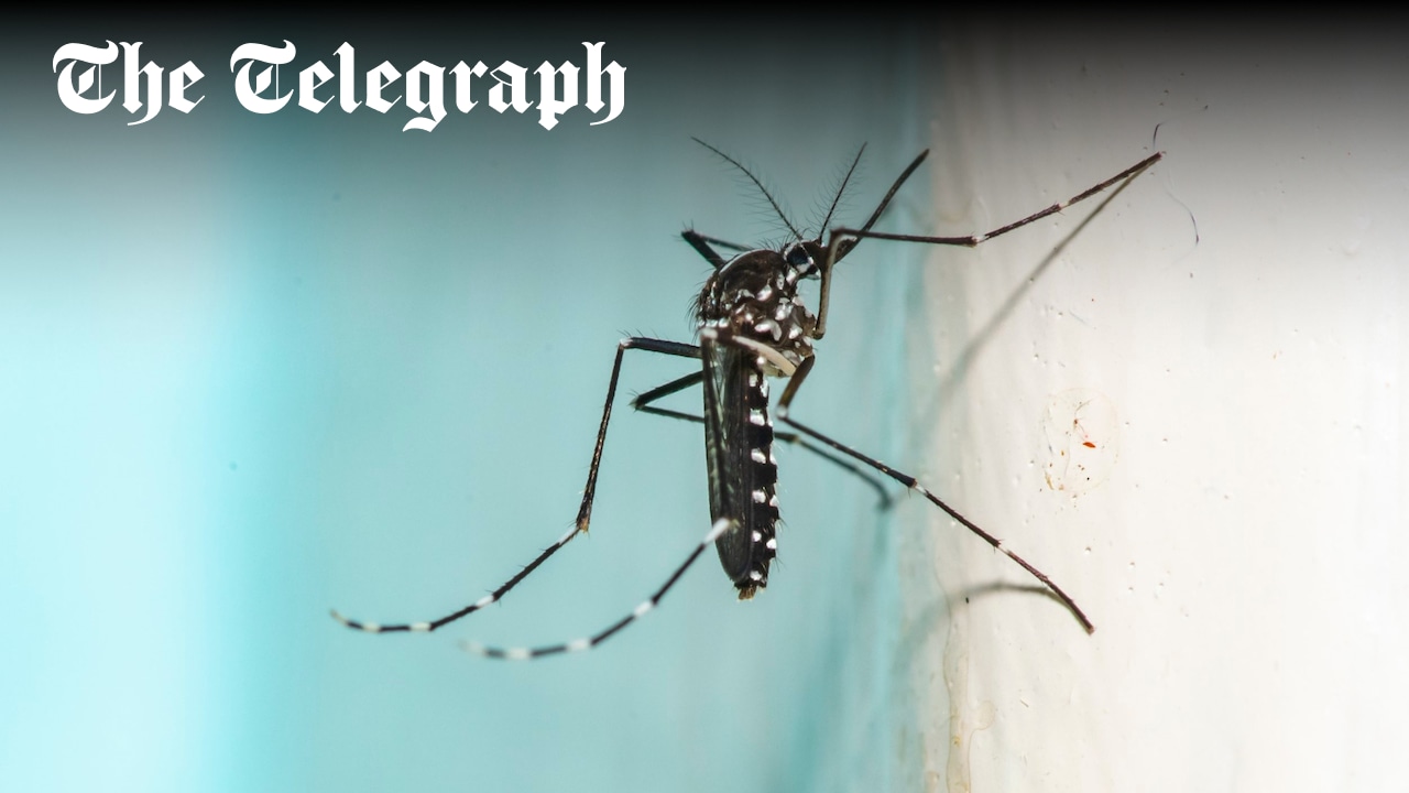 LSHTM's tweet card. Due to climate change and other factors, some tropical species of mozzies are already moving into Europe