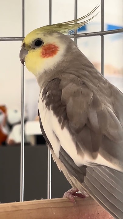 abuono17's tweet card. #ninfa #hablando y #cantando #birds #singing #pajaros #loro #viral...