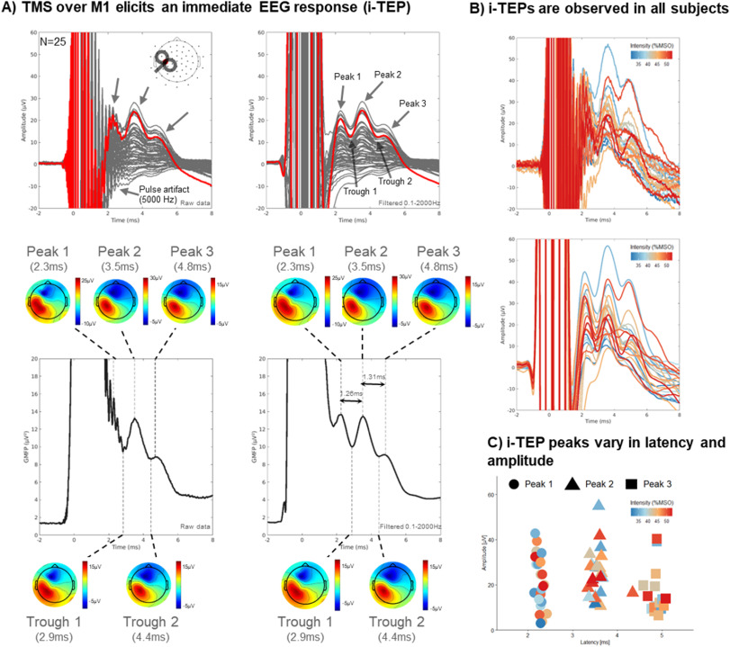brainstimj's tweet card. Transcranial evoked potentials (TEPs) measured via electroencephalography (EEG) are widely used to study the cortical responses to transcranial magnetic stimulation (TMS). Immediate transcranial...