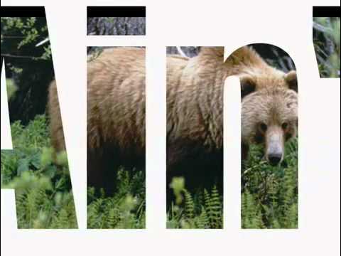 GFXLAB's tweet card. zzirGrizz Remix (YAGB Song)