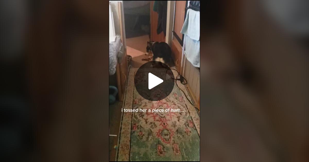 mistyfigs's tweet card. 32 likes, 5 comments. “i died. i had to leave and i dont know when she finally figured it out but came home and no ham back. ♡”