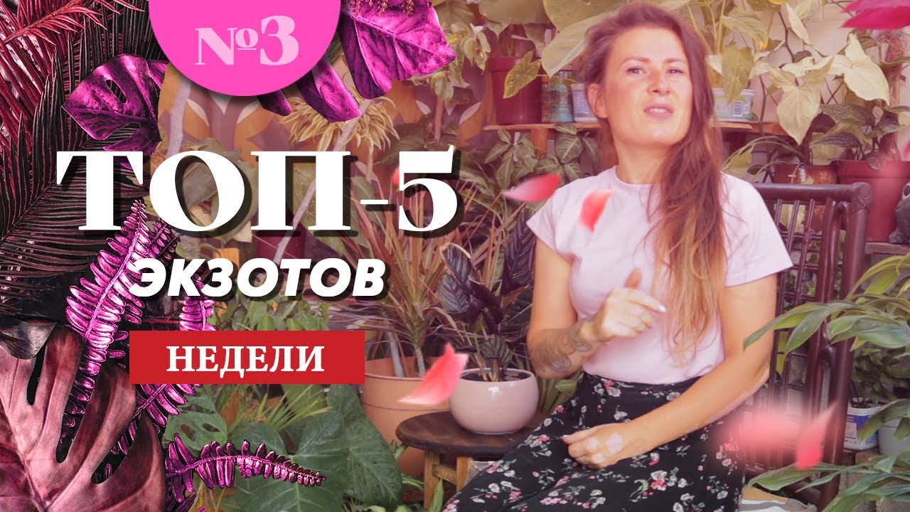 Plantanario's tweet card. ТОП-5 ЭКЗОТОВ НЕДЕЛИ №3: Розовый спэшл