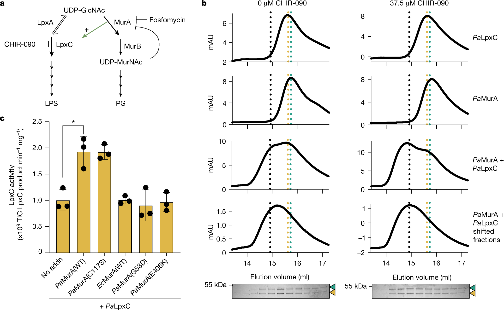 NatureMicrobiol's tweet card. Nature - A study demonstrates that specific interactions between the two committed enzymes for the synthesis of lipopolysaccharide and peptidoglycan enable coordinated assembly of the outer...