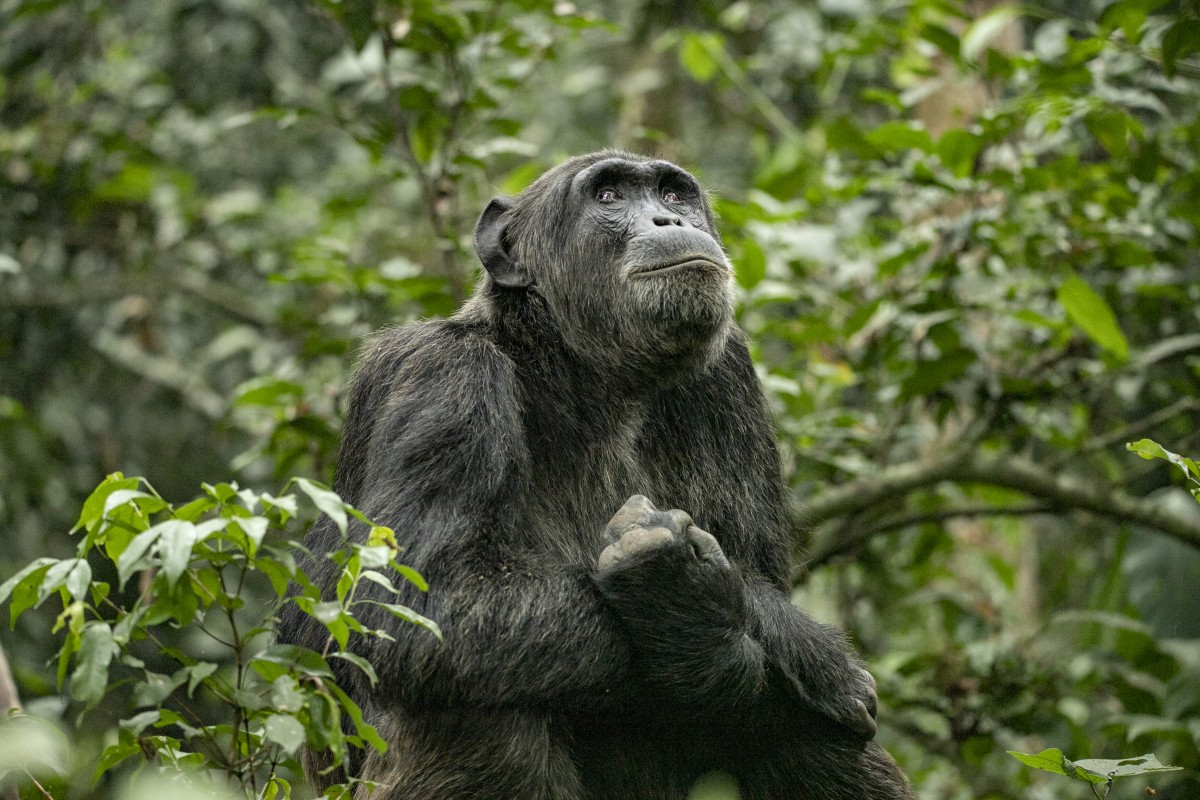 Hobletsonthego's tweet card. Kibale Forest National Park is one of the best safari destinations in Africa for chimpanzee trekking & has the highest number & diversity of primates in East Africa. There are 13 species of primates...