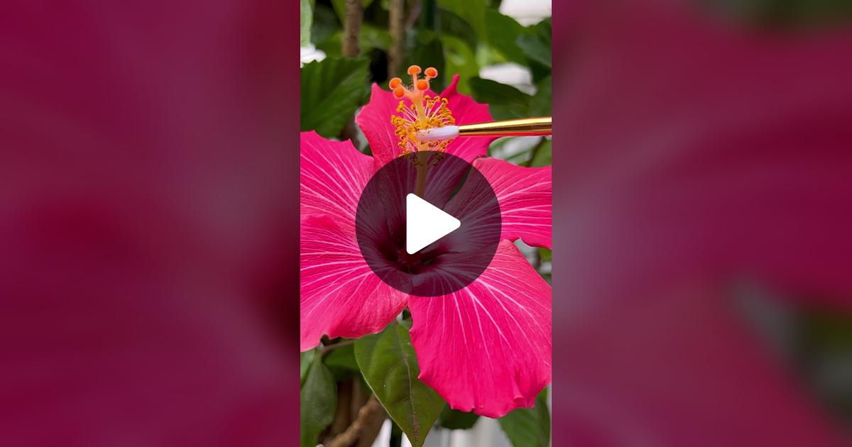 learntogrow07's tweet card. Check out learntogrow’s video.